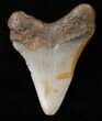 Juvenile Megalodon Tooth #16610-1